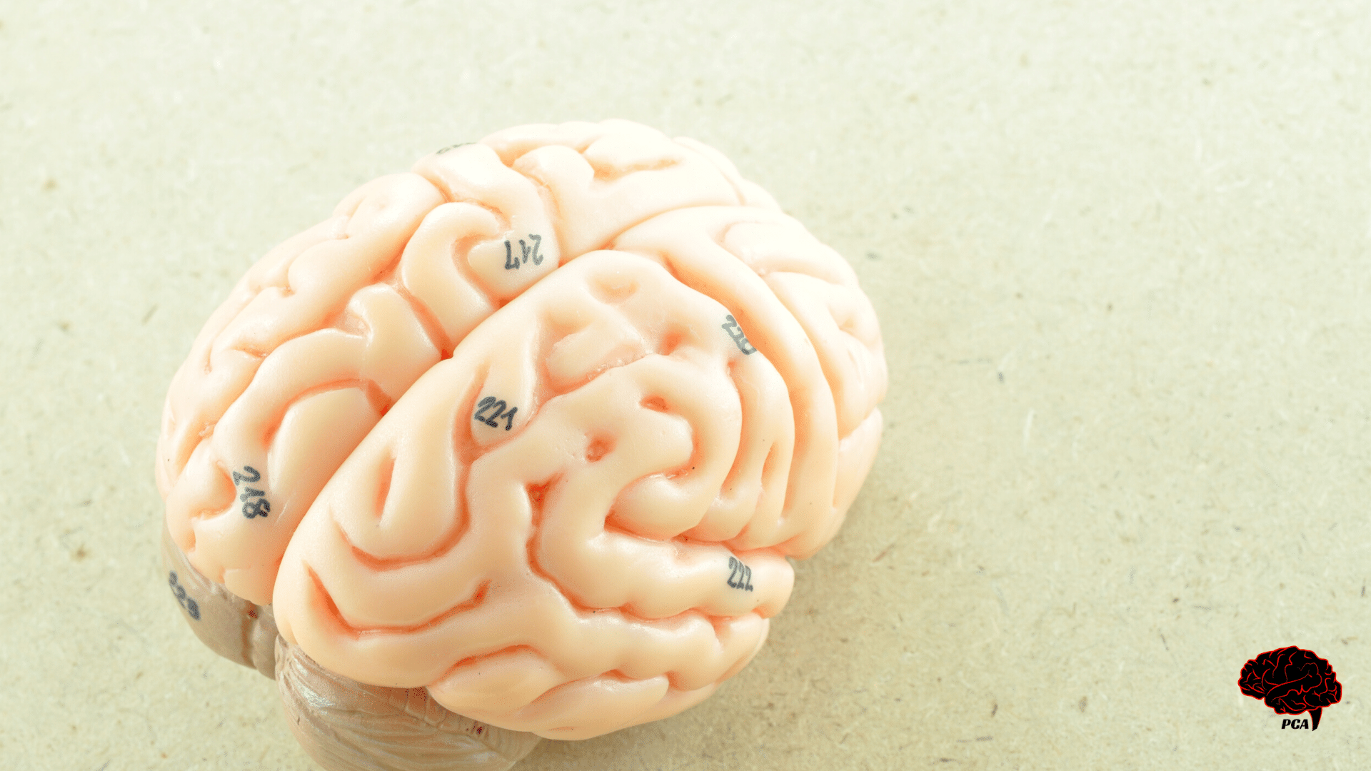 Un cervello bello | Psicologia Cognitiva Applicata