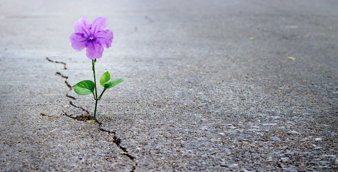 Resistenza e resilienza: guida per capirne le differenze